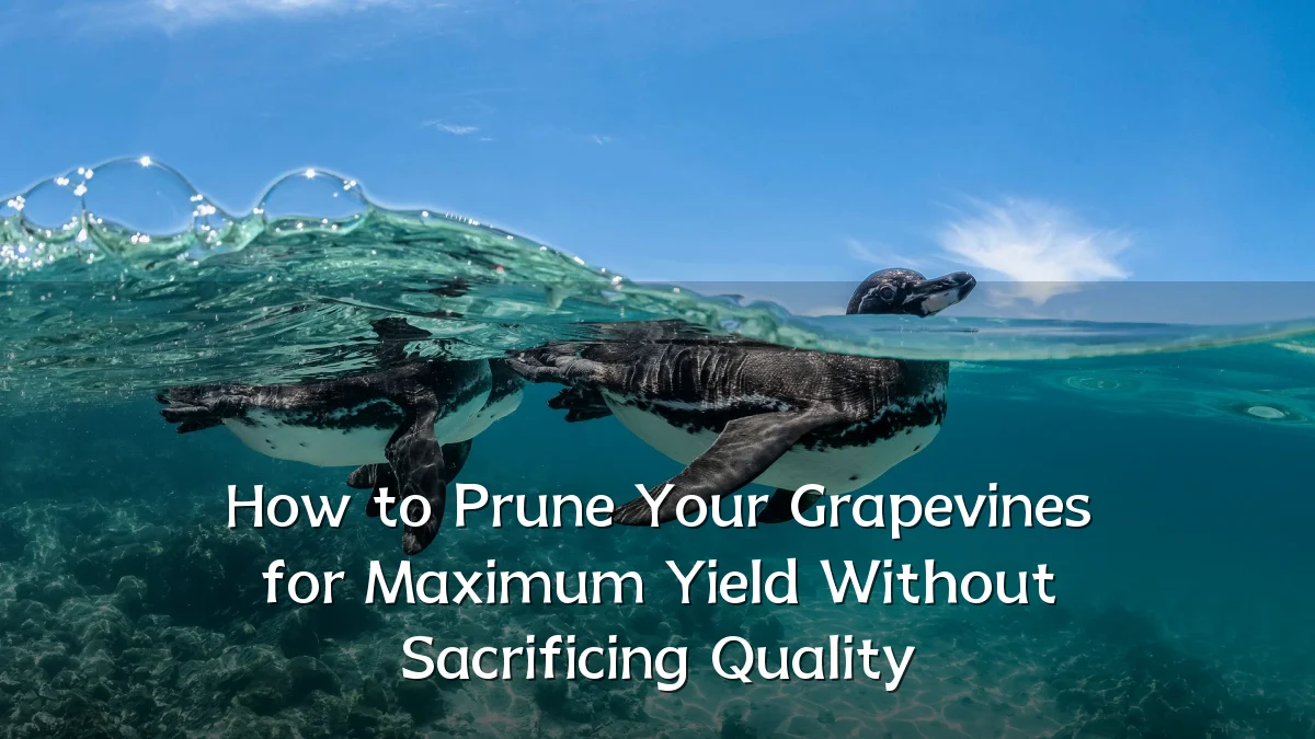 How to Prune Your Grapevines for Maximum Yield Without Sacrificing Quality
